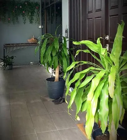 Family Holiday House @Civic Centre Dewan Suarah Sibu Bagian luar foto
